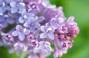 Lilacs