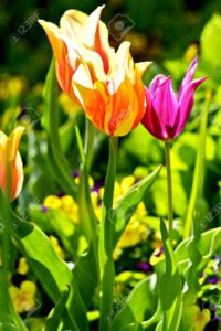 Tulips